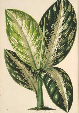 Reproducción/Reproduction 49690902177: L'Illustration horticole :. Gand, Belgium :Imprimerie et lithographie de F. et E. Gyselnyck,1854-1896.. 