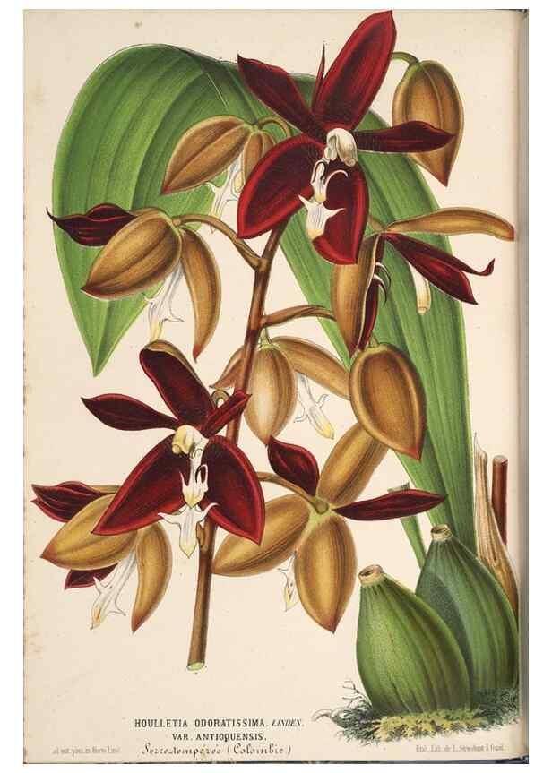 Reproducción/Reproduction 49690593616: L'Illustration horticole :. Gand, Belgium :Imprimerie et lithographie de F. et E. Gyselnyck,1854-1896.. 