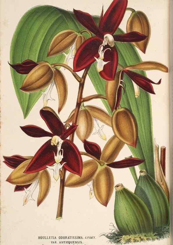 Reproducción/Reproduction 49690593616: L'Illustration horticole :. Gand, Belgium :Imprimerie et lithographie de F. et E. Gyselnyck,1854-1896.. 