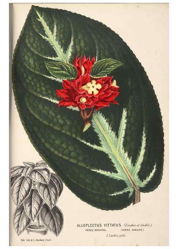 Reproducción/Reproduction 49690902772: L'Illustration horticole :. Gand, Belgium :Imprimerie et lithographie de F. et E. Gyselnyck,1854-1896.. 