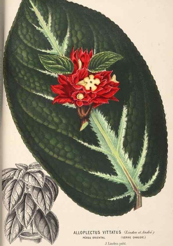 Reproducción/Reproduction 49690902772: L'Illustration horticole :. Gand, Belgium :Imprimerie et lithographie de F. et E. Gyselnyck,1854-1896.. 