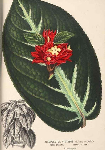 Reproducción/Reproduction 49690902772: L'Illustration horticole :. Gand, Belgium :Imprimerie et lithographie de F. et E. Gyselnyck,1854-1896.. 