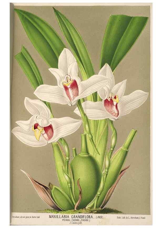 Reproducción/Reproduction 49690903117: L'Illustration horticole :. Gand, Belgium :Imprimerie et lithographie de F. et E. Gyselnyck,1854-1896.. 