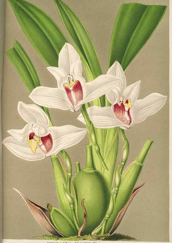 Reproducción/Reproduction 49690903117: L'Illustration horticole :. Gand, Belgium :Imprimerie et lithographie de F. et E. Gyselnyck,1854-1896.. 