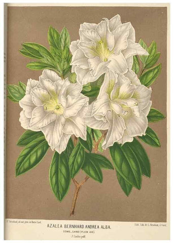 Reproducción/Reproduction 49690594651: L'Illustration horticole :. Gand, Belgium :Imprimerie et lithographie de F. et E. Gyselnyck,1854-1896.. 