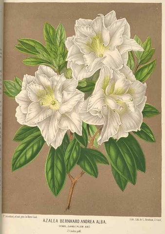 Reproducción/Reproduction 49690594651: L'Illustration horticole :. Gand, Belgium :Imprimerie et lithographie de F. et E. Gyselnyck,1854-1896.. 