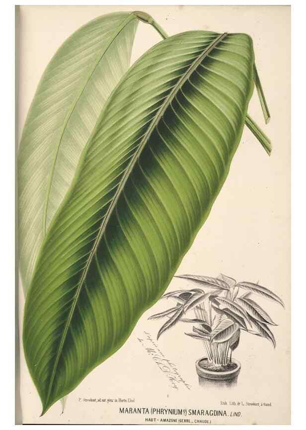 Reproducción/Reproduction 49690903777: L'Illustration horticole :. Gand, Belgium :Imprimerie et lithographie de F. et E. Gyselnyck,1854-1896.. 
