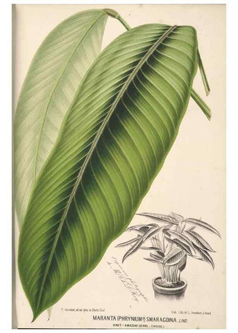 Reproducción/Reproduction 49690903777: L'Illustration horticole :. Gand, Belgium :Imprimerie et lithographie de F. et E. Gyselnyck,1854-1896.. 