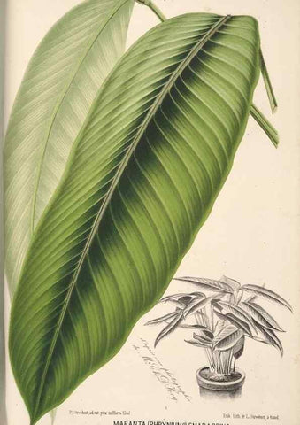 Reproducción/Reproduction 49690903777: L'Illustration horticole :. Gand, Belgium :Imprimerie et lithographie de F. et E. Gyselnyck,1854-1896.. 