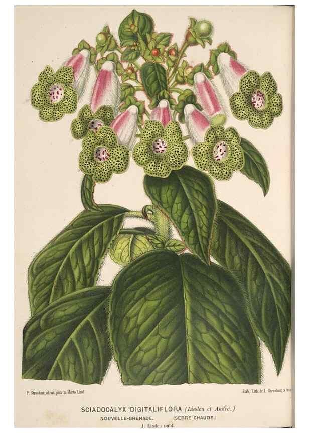 Reproducción/Reproduction 49690061108: L'Illustration horticole :. Gand, Belgium :Imprimerie et lithographie de F. et E. Gyselnyck,1854-1896.. 