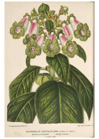 Reproducción/Reproduction 49690061108: L'Illustration horticole :. Gand, Belgium :Imprimerie et lithographie de F. et E. Gyselnyck,1854-1896.. 