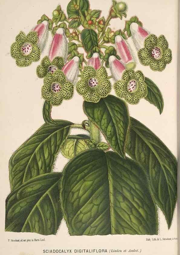 Reproducción/Reproduction 49690061108: L'Illustration horticole :. Gand, Belgium :Imprimerie et lithographie de F. et E. Gyselnyck,1854-1896.. 