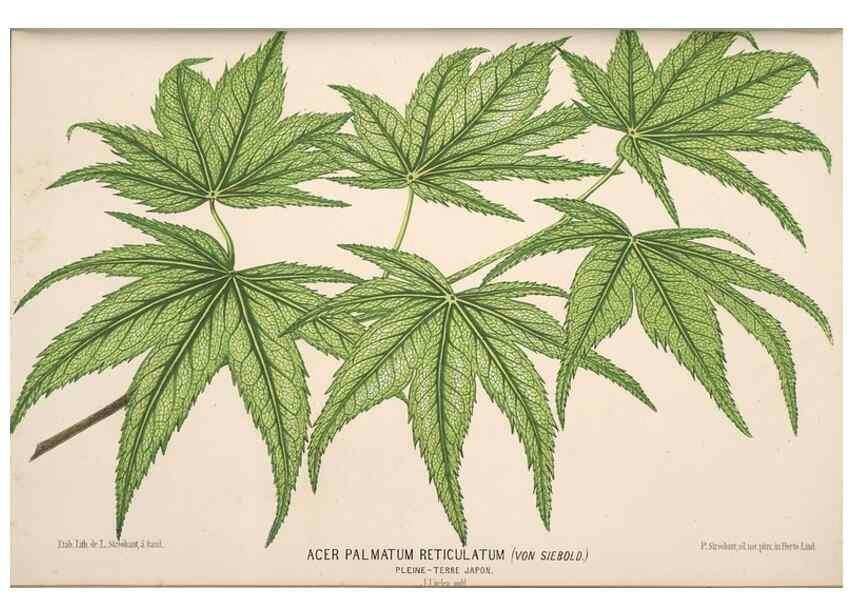 Reproducción/Reproduction 49690595511: L'Illustration horticole :. Gand, Belgium :Imprimerie et lithographie de F. et E. Gyselnyck,1854-1896.. 
