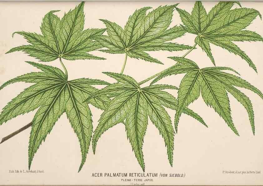 Reproducción/Reproduction 49690595511: L'Illustration horticole :. Gand, Belgium :Imprimerie et lithographie de F. et E. Gyselnyck,1854-1896.. 