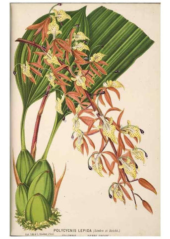 Reproducción/Reproduction 49690061693: L'Illustration horticole :. Gand, Belgium :Imprimerie et lithographie de F. et E. Gyselnyck,1854-1896.. 