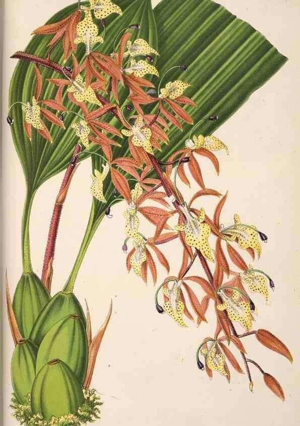 Reproducción/Reproduction 49690061693: L'Illustration horticole :. Gand, Belgium :Imprimerie et lithographie de F. et E. Gyselnyck,1854-1896.. 