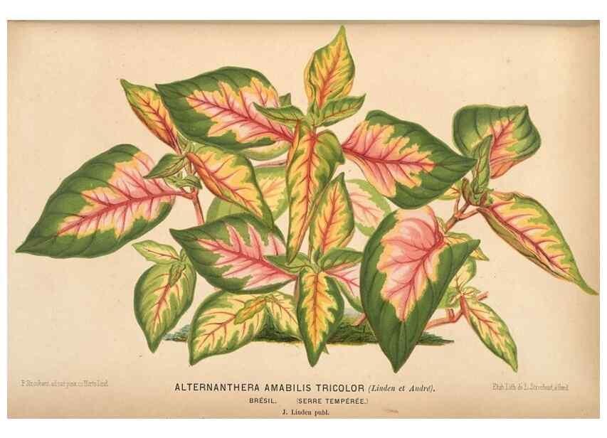 Reproducción/Reproduction 49690904987: L'Illustration horticole :. Gand, Belgium :Imprimerie et lithographie de F. et E. Gyselnyck,1854-1896.. 