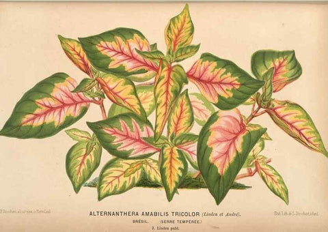 Reproducción/Reproduction 49690904987: L'Illustration horticole :. Gand, Belgium :Imprimerie et lithographie de F. et E. Gyselnyck,1854-1896.. 