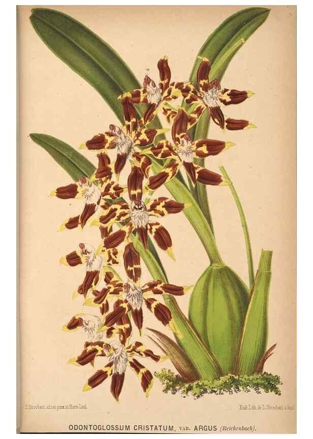 Reproducción/Reproduction 49690062408: L'Illustration horticole :. Gand, Belgium :Imprimerie et lithographie de F. et E. Gyselnyck,1854-1896.. 