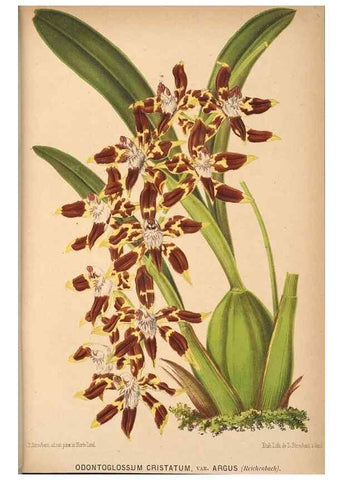 Reproducción/Reproduction 49690062408: L'Illustration horticole :. Gand, Belgium :Imprimerie et lithographie de F. et E. Gyselnyck,1854-1896.. 