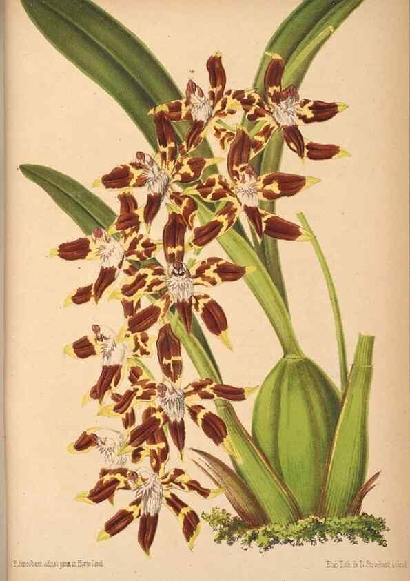 Reproducción/Reproduction 49690062408: L'Illustration horticole :. Gand, Belgium :Imprimerie et lithographie de F. et E. Gyselnyck,1854-1896.. 