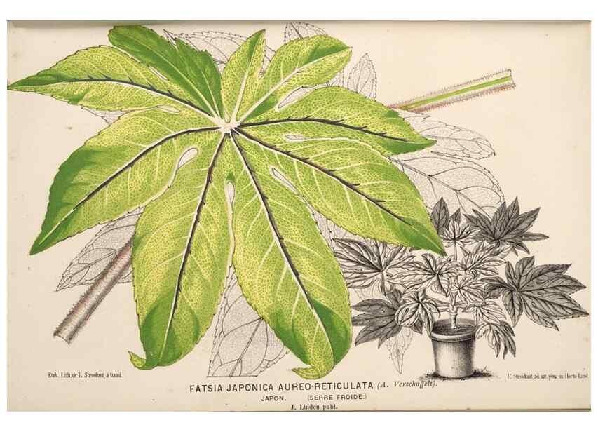 Reproducción/Reproduction 49690596601: L'Illustration horticole :. Gand, Belgium :Imprimerie et lithographie de F. et E. Gyselnyck,1854-1896.. 