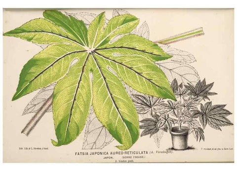 Reproducción/Reproduction 49690596601: L'Illustration horticole :. Gand, Belgium :Imprimerie et lithographie de F. et E. Gyselnyck,1854-1896.. 