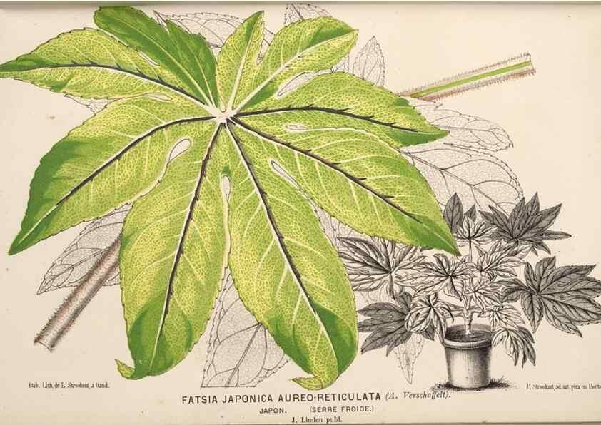 Reproducción/Reproduction 49690596601: L'Illustration horticole :. Gand, Belgium :Imprimerie et lithographie de F. et E. Gyselnyck,1854-1896.. 