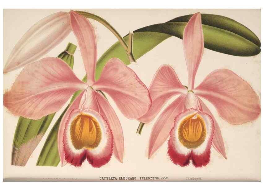 Reproducción/Reproduction 49690057853: L'Illustration horticole :. Gand, Belgium :Imprimerie et lithographie de F. et E. Gyselnyck,1854-1896.. 