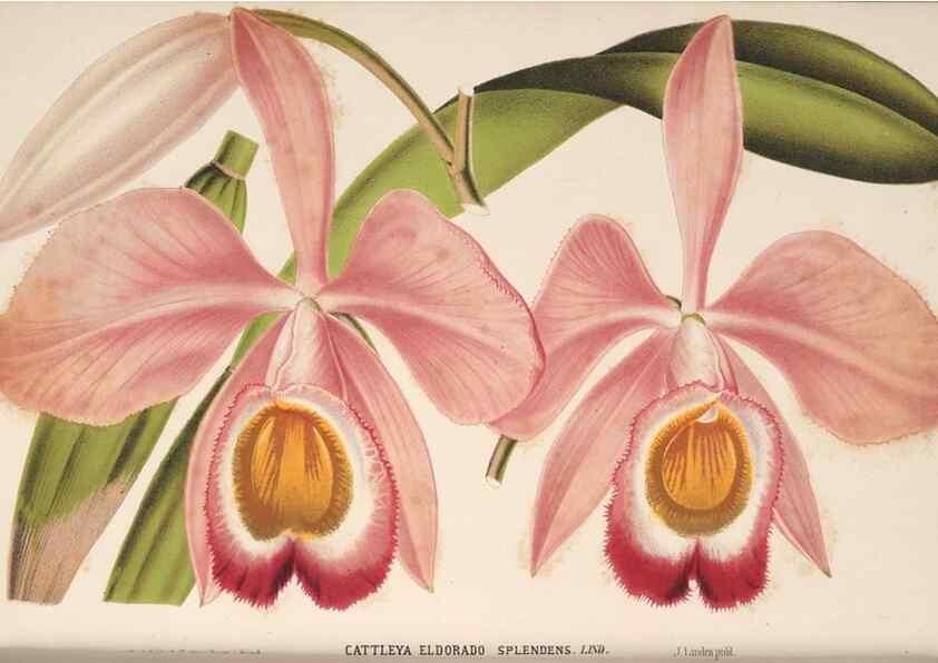 Reproducción/Reproduction 49690057853: L'Illustration horticole :. Gand, Belgium :Imprimerie et lithographie de F. et E. Gyselnyck,1854-1896.. 