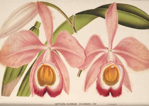 Reproducción/Reproduction 49690057853: L'Illustration horticole :. Gand, Belgium :Imprimerie et lithographie de F. et E. Gyselnyck,1854-1896.. 