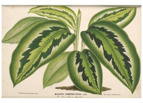 Reproducción/Reproduction 49690591886: L'Illustration horticole :. Gand, Belgium :Imprimerie et lithographie de F. et E. Gyselnyck,1854-1896.. 