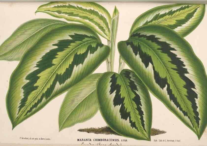 Reproducción/Reproduction 49690591886: L'Illustration horticole :. Gand, Belgium :Imprimerie et lithographie de F. et E. Gyselnyck,1854-1896.. 