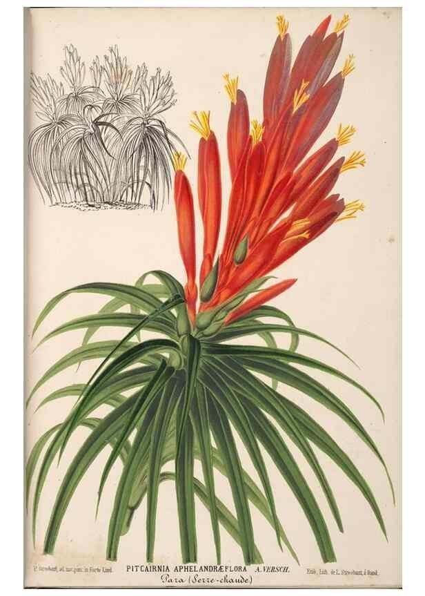 Reproducción/Reproduction 49690057443: L'Illustration horticole :. Gand, Belgium :Imprimerie et lithographie de F. et E. Gyselnyck,1854-1896.. 