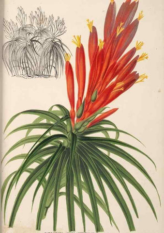 Reproducción/Reproduction 49690057443: L'Illustration horticole :. Gand, Belgium :Imprimerie et lithographie de F. et E. Gyselnyck,1854-1896.. 