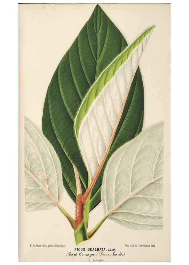 Reproducción/Reproduction 49690591346: L'Illustration horticole :. Gand, Belgium :Imprimerie et lithographie de F. et E. Gyselnyck,1854-1896.. 