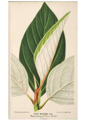 Reproducción/Reproduction 49690591346: L'Illustration horticole :. Gand, Belgium :Imprimerie et lithographie de F. et E. Gyselnyck,1854-1896.. 