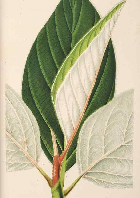 Reproducción/Reproduction 49690591346: L'Illustration horticole :. Gand, Belgium :Imprimerie et lithographie de F. et E. Gyselnyck,1854-1896.. 