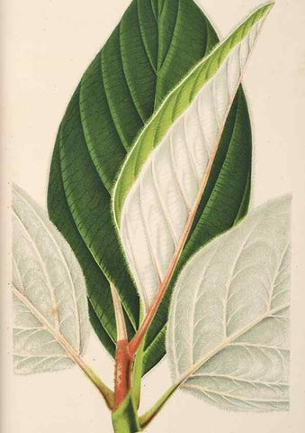 Reproducción/Reproduction 49690591346: L'Illustration horticole :. Gand, Belgium :Imprimerie et lithographie de F. et E. Gyselnyck,1854-1896.. 