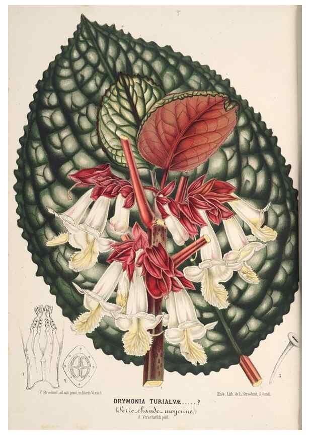 Reproducción/Reproduction 49690002058: L'Illustration horticole :. Gand, Belgium :Imprimerie et lithographie de F. et E. Gyselnyck,1854-1896.. 