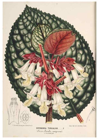 Reproducción/Reproduction 49690002058: L'Illustration horticole :. Gand, Belgium :Imprimerie et lithographie de F. et E. Gyselnyck,1854-1896.. 