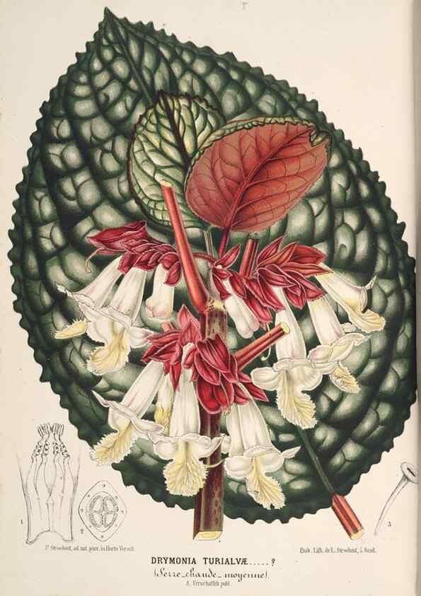 Reproducción/Reproduction 49690002058: L'Illustration horticole :. Gand, Belgium :Imprimerie et lithographie de F. et E. Gyselnyck,1854-1896.. 