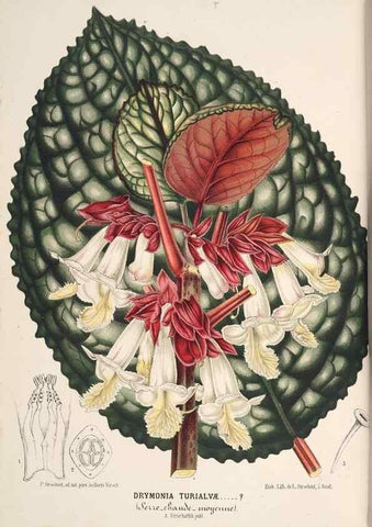 Reproducción/Reproduction 49690002058: L'Illustration horticole :. Gand, Belgium :Imprimerie et lithographie de F. et E. Gyselnyck,1854-1896.. 