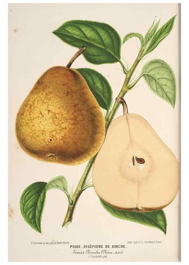 Reproducción/Reproduction 49690845932: L'Illustration horticole :. Gand, Belgium :Imprimerie et lithographie de F. et E. Gyselnyck,1854-1896.. 