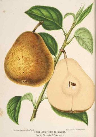 Reproducción/Reproduction 49690845932: L'Illustration horticole :. Gand, Belgium :Imprimerie et lithographie de F. et E. Gyselnyck,1854-1896.. 