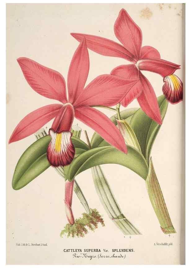Reproducción/Reproduction 49690846217: L'Illustration horticole :. Gand, Belgium :Imprimerie et lithographie de F. et E. Gyselnyck,1854-1896.. 