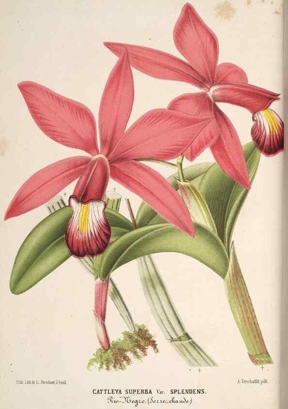 Reproducción/Reproduction 49690846217: L'Illustration horticole :. Gand, Belgium :Imprimerie et lithographie de F. et E. Gyselnyck,1854-1896.. 