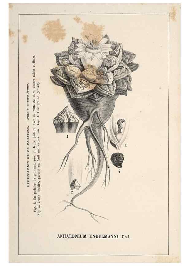 Reproducción/Reproduction 49690537521: L'Illustration horticole :. Gand, Belgium :Imprimerie et lithographie de F. et E. Gyselnyck,1854-1896.. 
