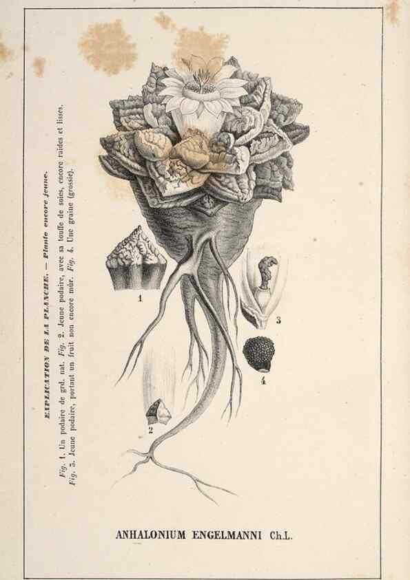 Reproducción/Reproduction 49690537521: L'Illustration horticole :. Gand, Belgium :Imprimerie et lithographie de F. et E. Gyselnyck,1854-1896.. 