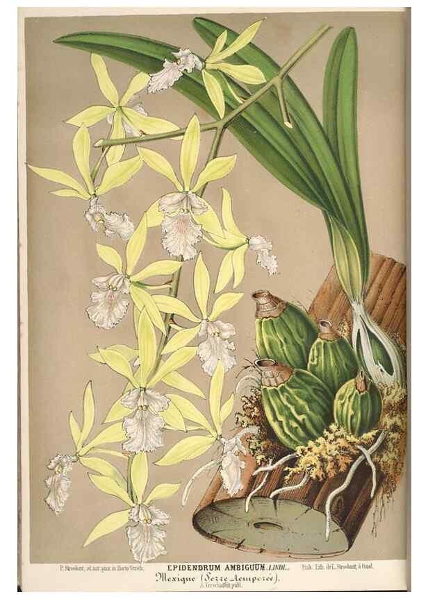 Reproducción/Reproduction 49690846702: L'Illustration horticole :. Gand, Belgium :Imprimerie et lithographie de F. et E. Gyselnyck,1854-1896.. 